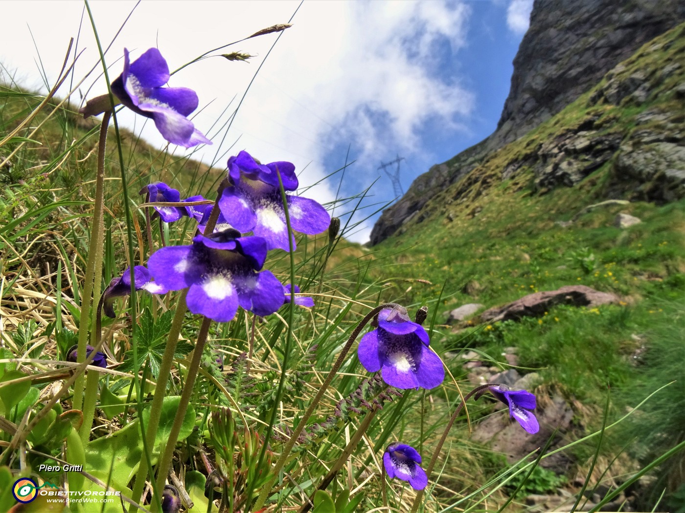 13 Pinguicula vulgaris (Pinguicula comune).JPG